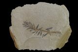 Dawn Redwood (Metasequoia) Fossil - Montana #153717-1